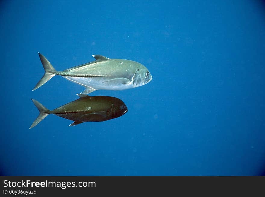 Bigeye trevally ( caranx sexfasciatus)taken in the Red Sea.