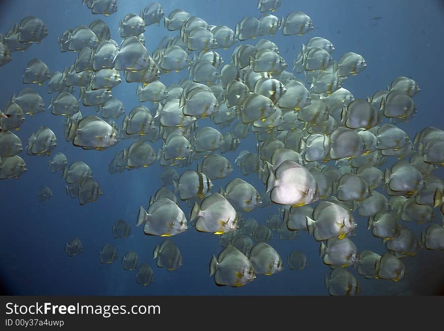 Orbicular spadefish (platax orbicularis) taken in the Red Sea.