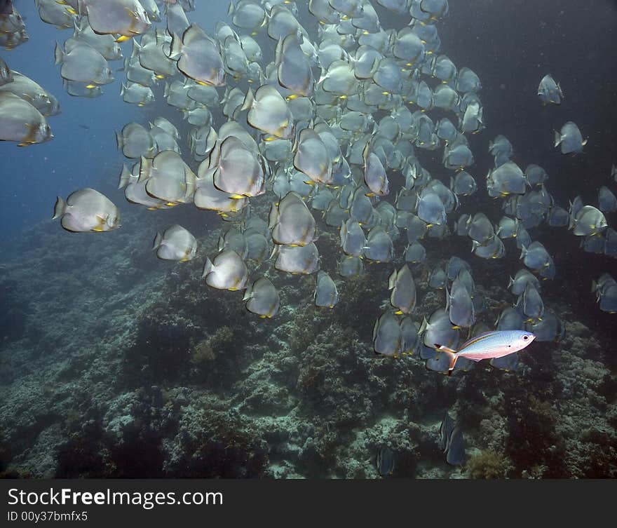 Orbicular spadefish (platax orbicularis) taken in the Red Sea.