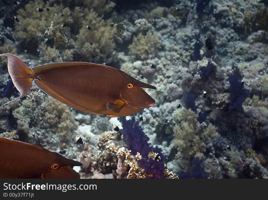 Bluespine unicornfish (naso unicornis) taken in the Red Sea.