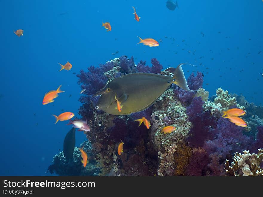 Coral and fish taken in the Red Sea.