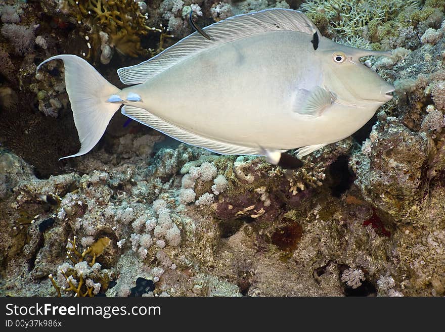 Bluespine unicornfish (naso unicornis) taken in the Red Sea.