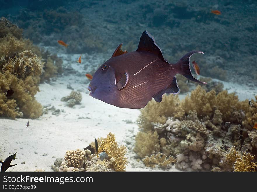 Blue triggerfish (pseudobalistes fuscus) taken in the Red Sea.