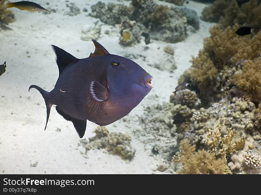 Blue triggerfish (pseudobalistes fuscus) taken in the Red Sea.