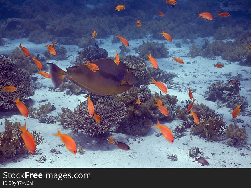 Coral and fish taken in the Red Sea.