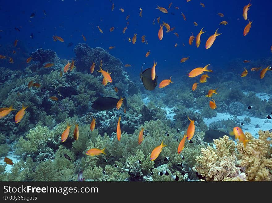 Coral and fish taken in the Red Sea.