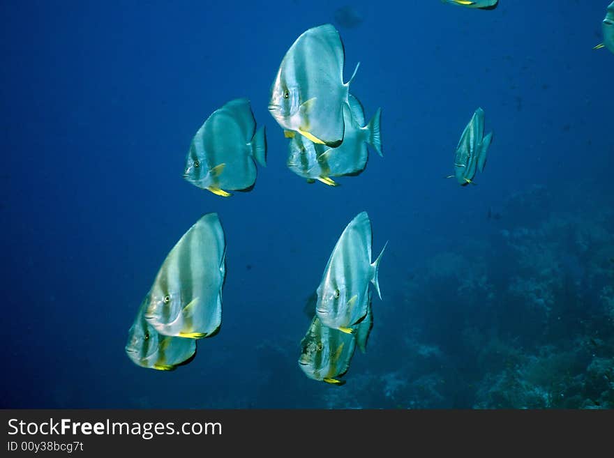 Orbicular spadefish (platax orbicularis) taken in the Red Sea.