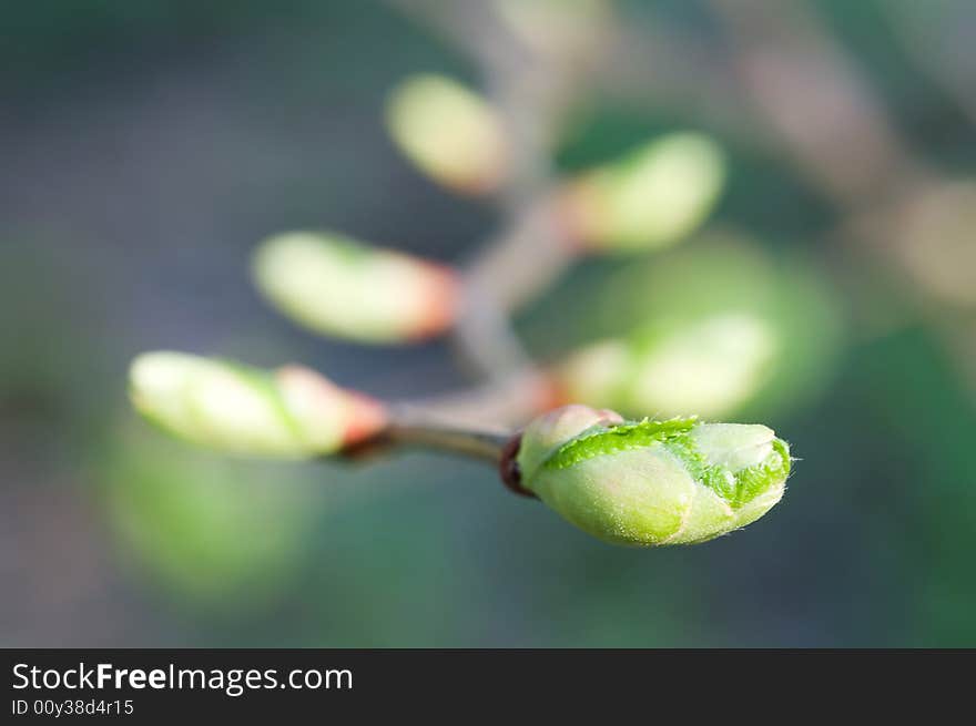 Buts On The Branch