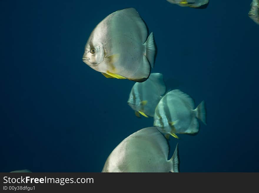 Orbicular spadefish (platax orbicularis) taken in the Red Sea.