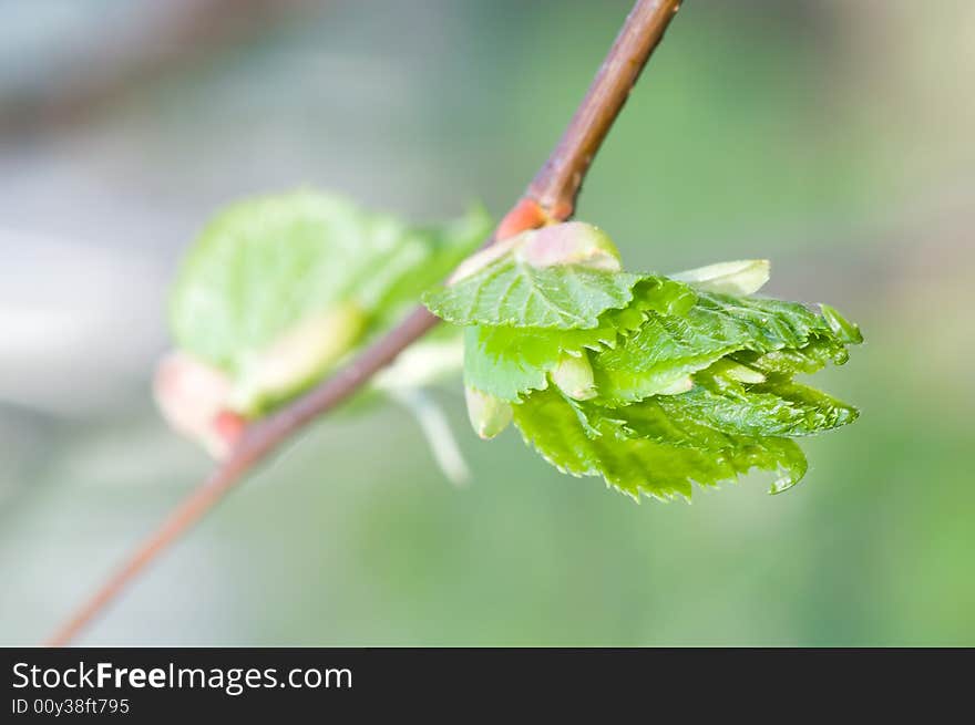 Small leafs