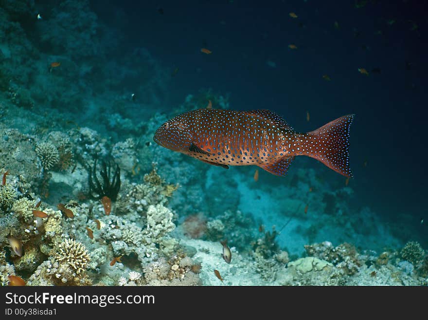 Red sea coralgrouper (Plectropomus pessuliferus) taken in the Red Sea.