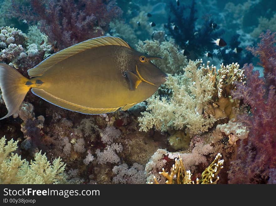 Bluespine unicornfish (naso unicornis) taken in the Red Sea.