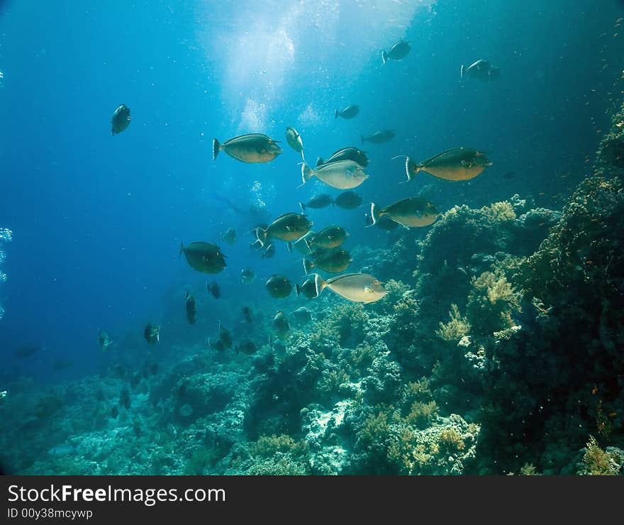 Bluespine unicornfish (naso unicornis) taken in the Red Sea.