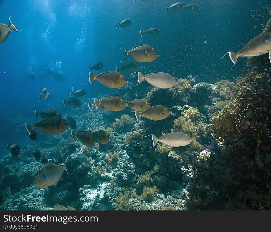 Bluespine unicornfish (naso unicornis) taken in the Red Sea.