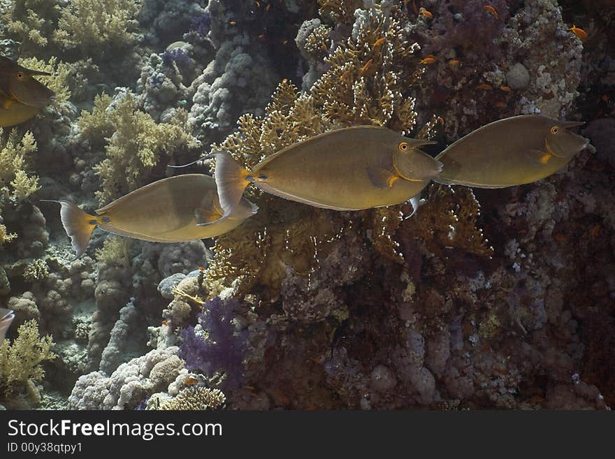 Bluespine unicornfish (naso unicornis) taken in the Red Sea.