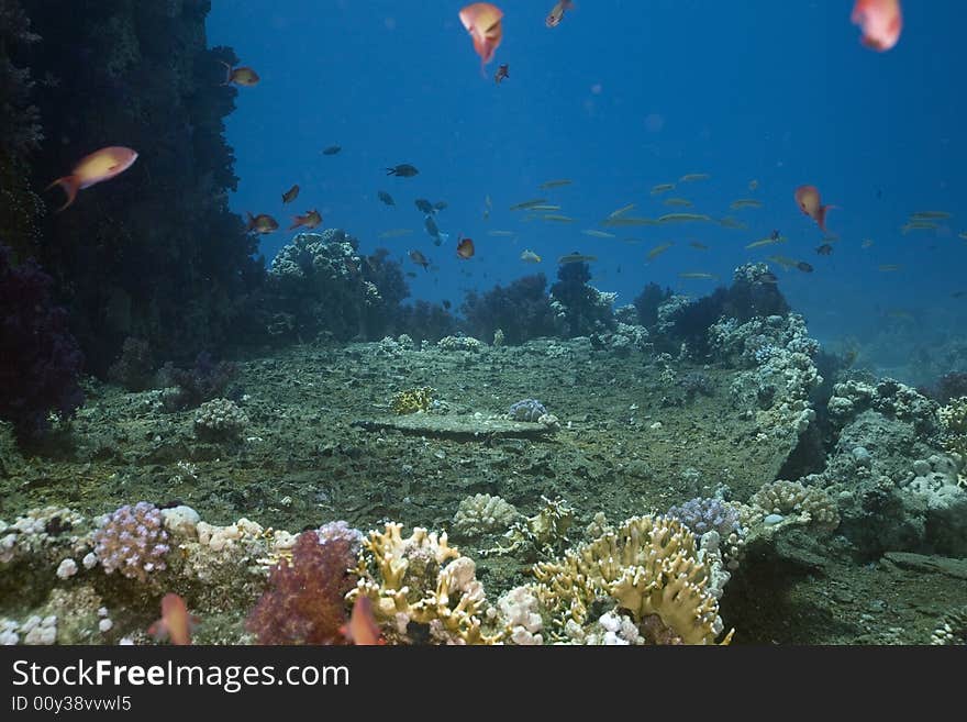 Coral and fish taken in the Red Sea.