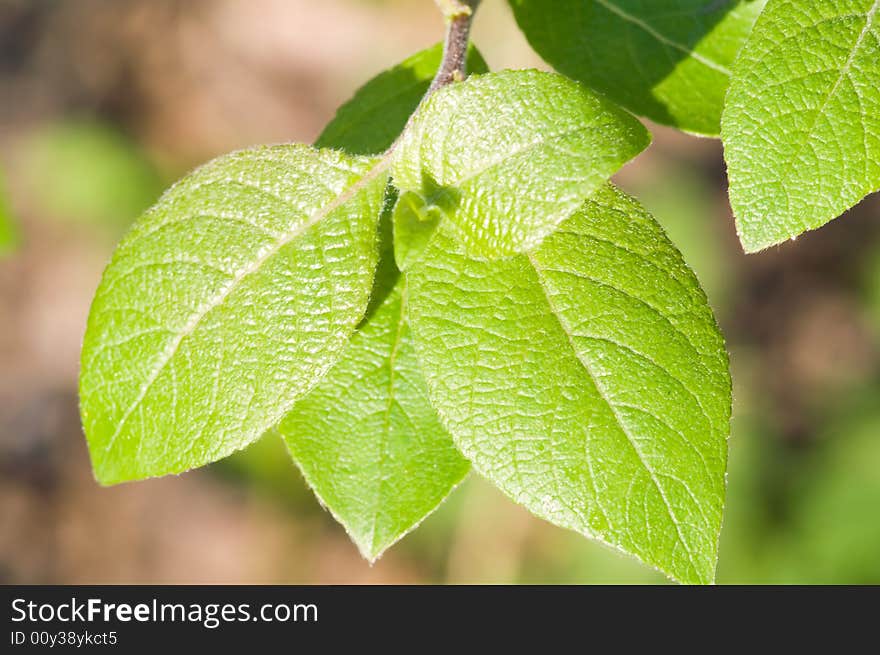 Young leaves on the branch