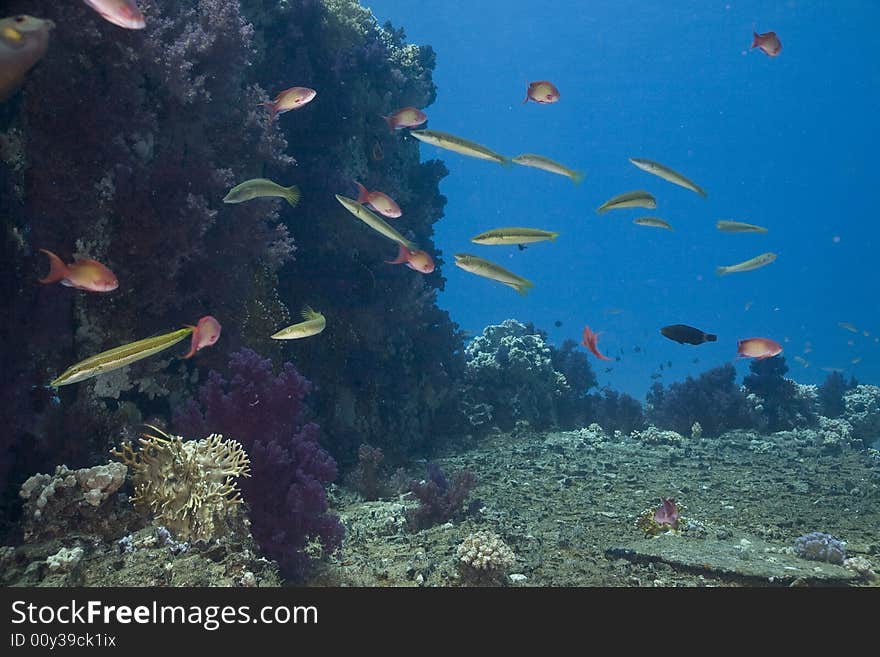 Cigar wrasse (chelio inermis) taken in the Red Sea.