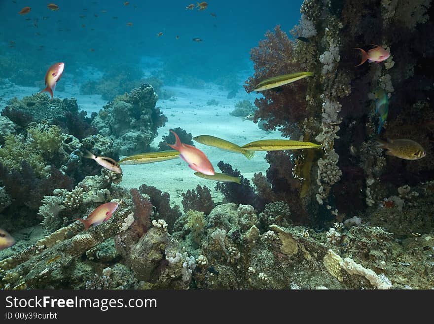 Coral and fish taken in the Red Sea.