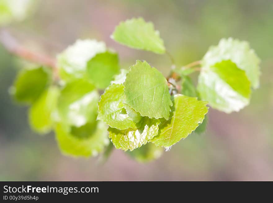 Young birch leafs on the branch. Young birch leafs on the branch