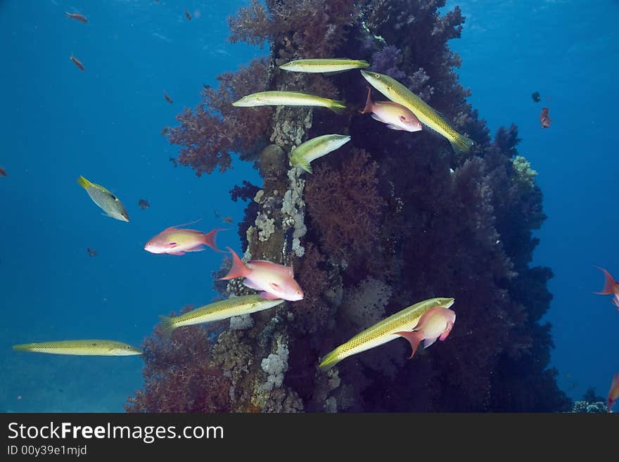 Cigar wrasse (chelio inermis) taken in the Red Sea.