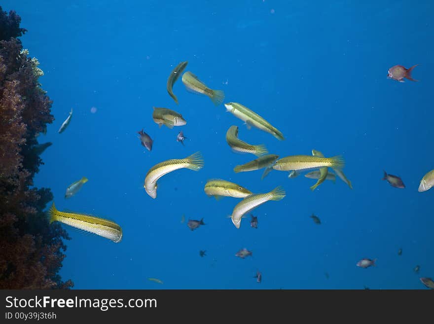 Cigar wrasse (chelio inermis) taken in the Red Sea.