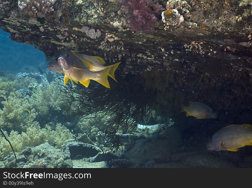 One-spot snapper (lutanus monostigma) taken in the Red Sea.