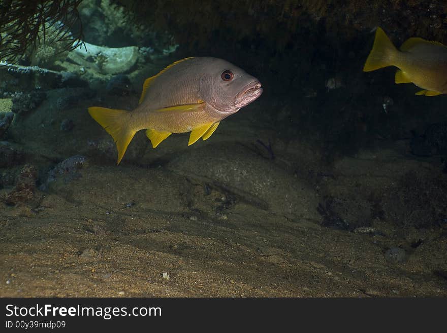 One-spot snapper (lutanus monostigma) taken in the Red Sea.