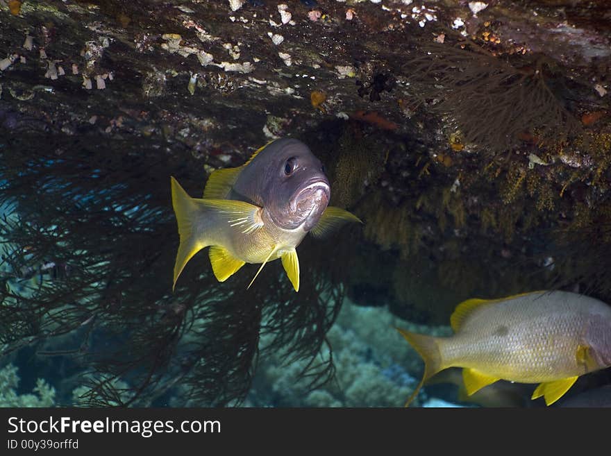 One-spot snapper (lutanus monostigma) taken in the Red Sea.