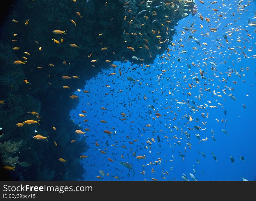 Coral and fish taken in the Red Sea.