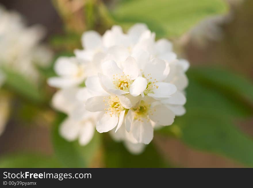 Bird Cherry Blossom