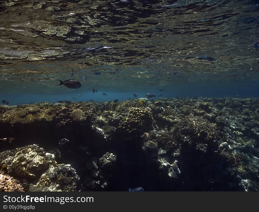 Coral and fish taken in the Red Sea.