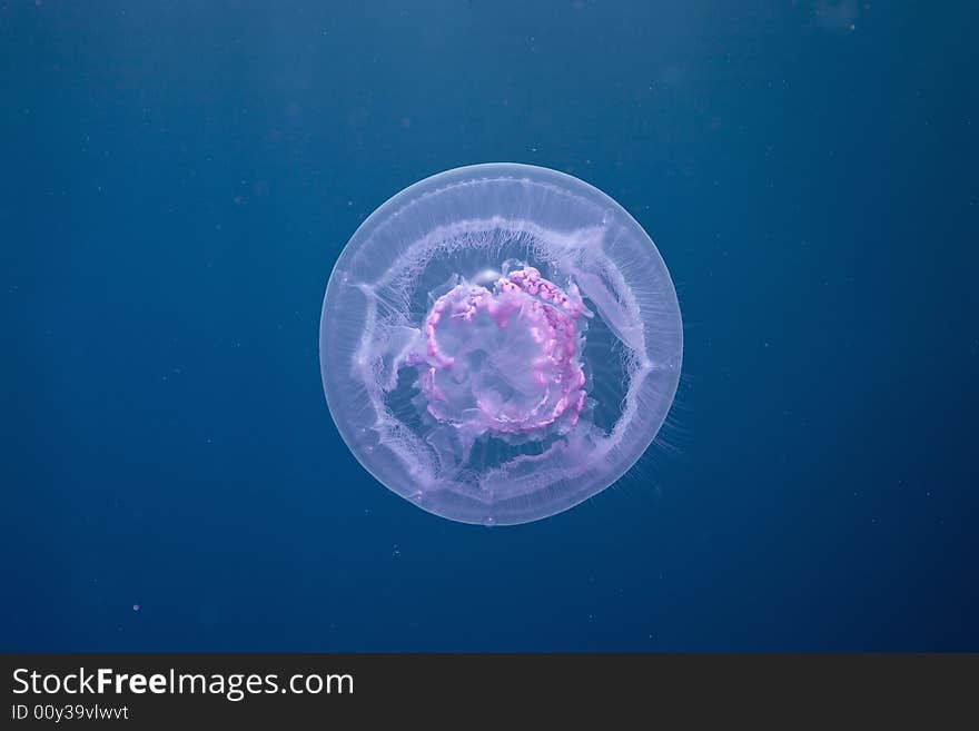 Moon jellyfish ( aurelia sp. aurita)