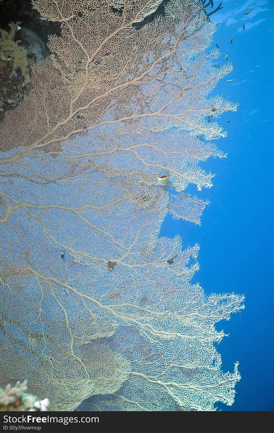 Coral, seafan and fish taken in the Red Sea.