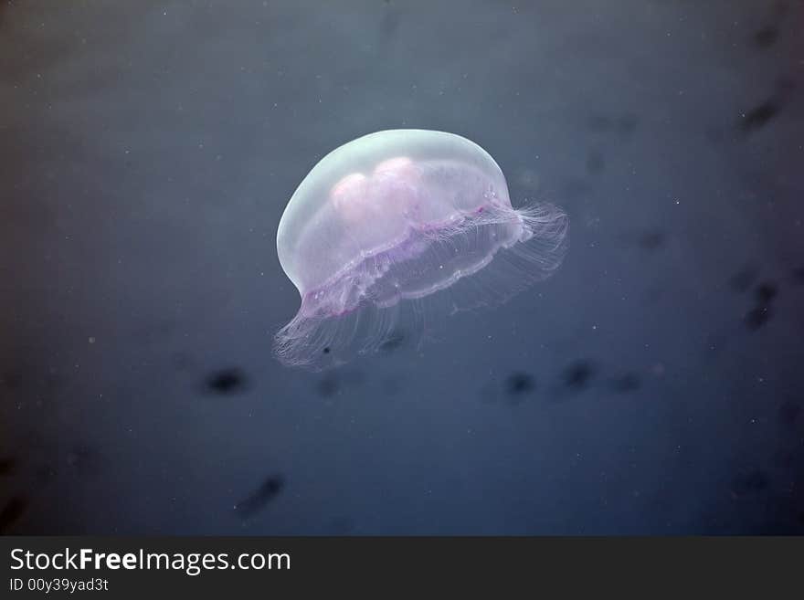 Moon jellyfish ( aurelia sp. aurita)