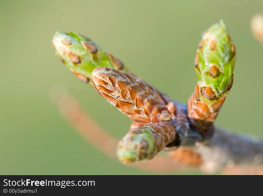 Buts on the branch in perspective