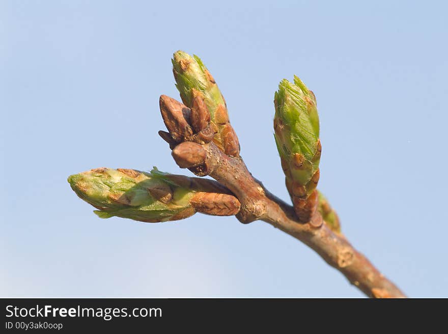 Buts on the branch on blue sky background