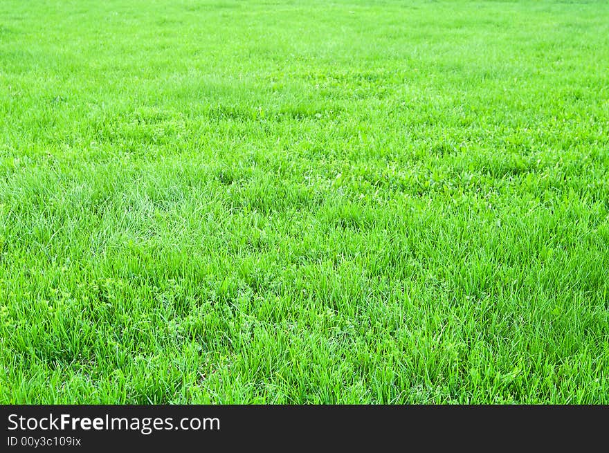 Green grass field in perspective