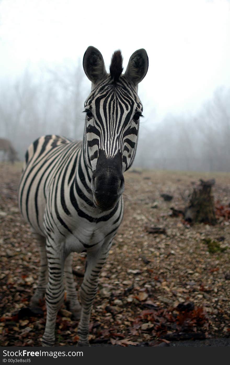 Zebra In The Mist