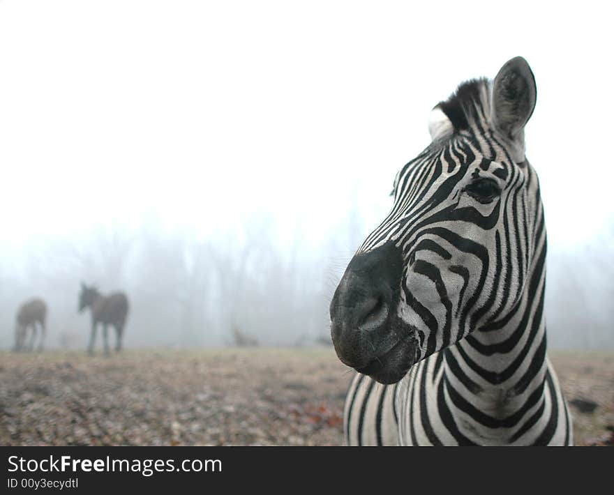 A striped zebra stands in front of a foggy forest on a winter day. A striped zebra stands in front of a foggy forest on a winter day.