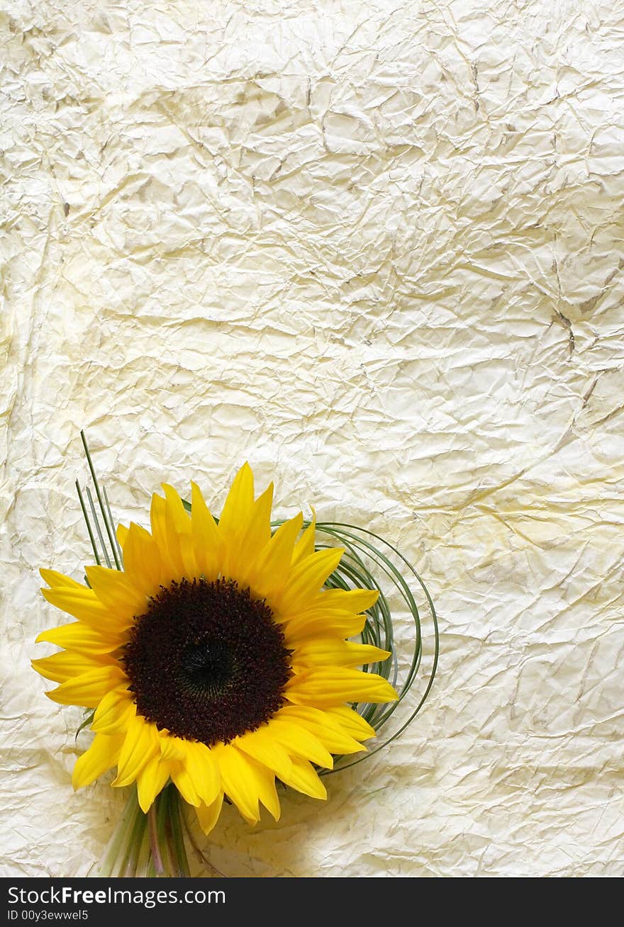 Crumbled paper background with sunflower . Crumbled paper background with sunflower