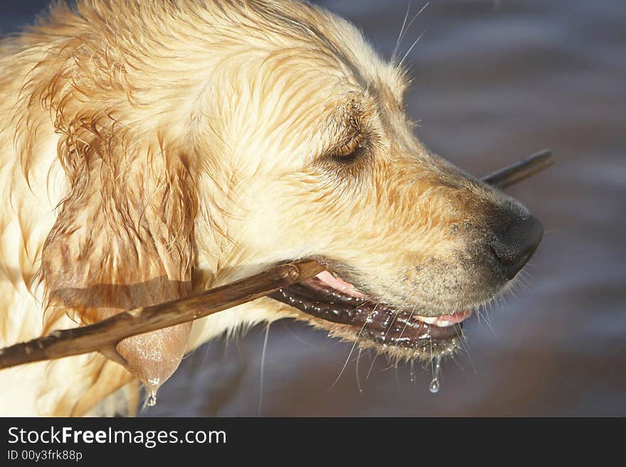 Golden Retriever holds stick in mouth. Golden Retriever holds stick in mouth