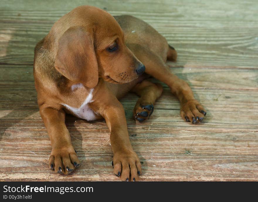 Photo of little brown dog