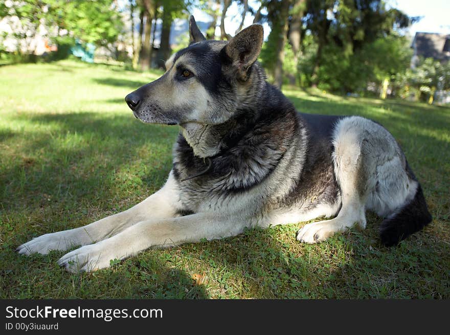 East European Shepherd (black-and-white)