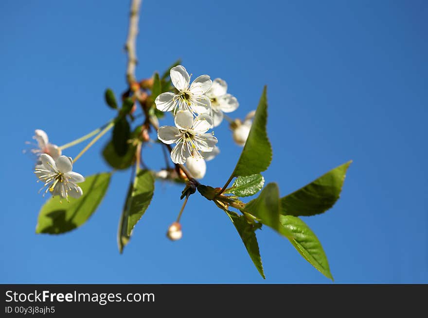 Cherry Blossoms Close up, sky, spring