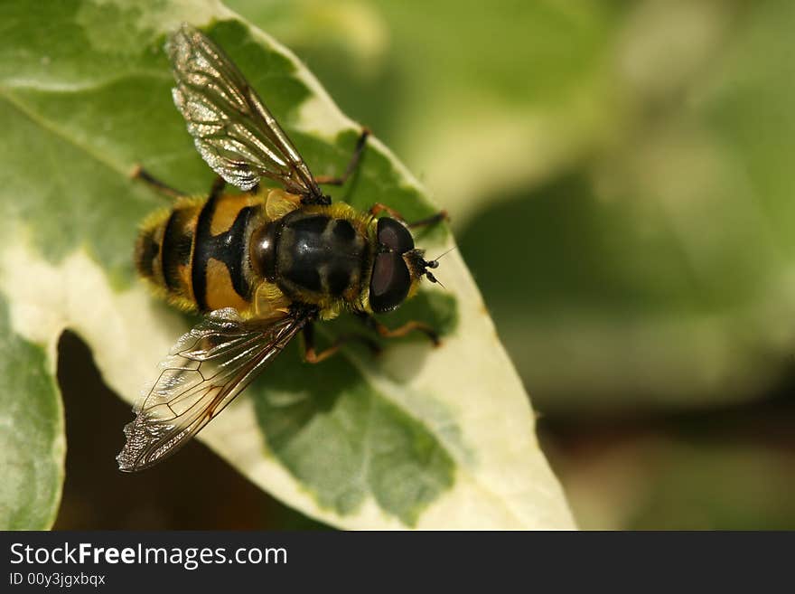 Bee on a leaf