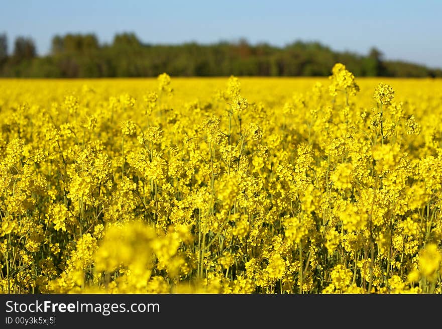 Canola Field