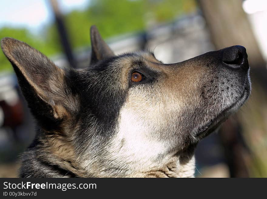 East European Shepherd (black-and-white)