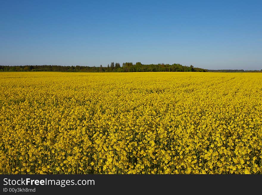 Canola Field