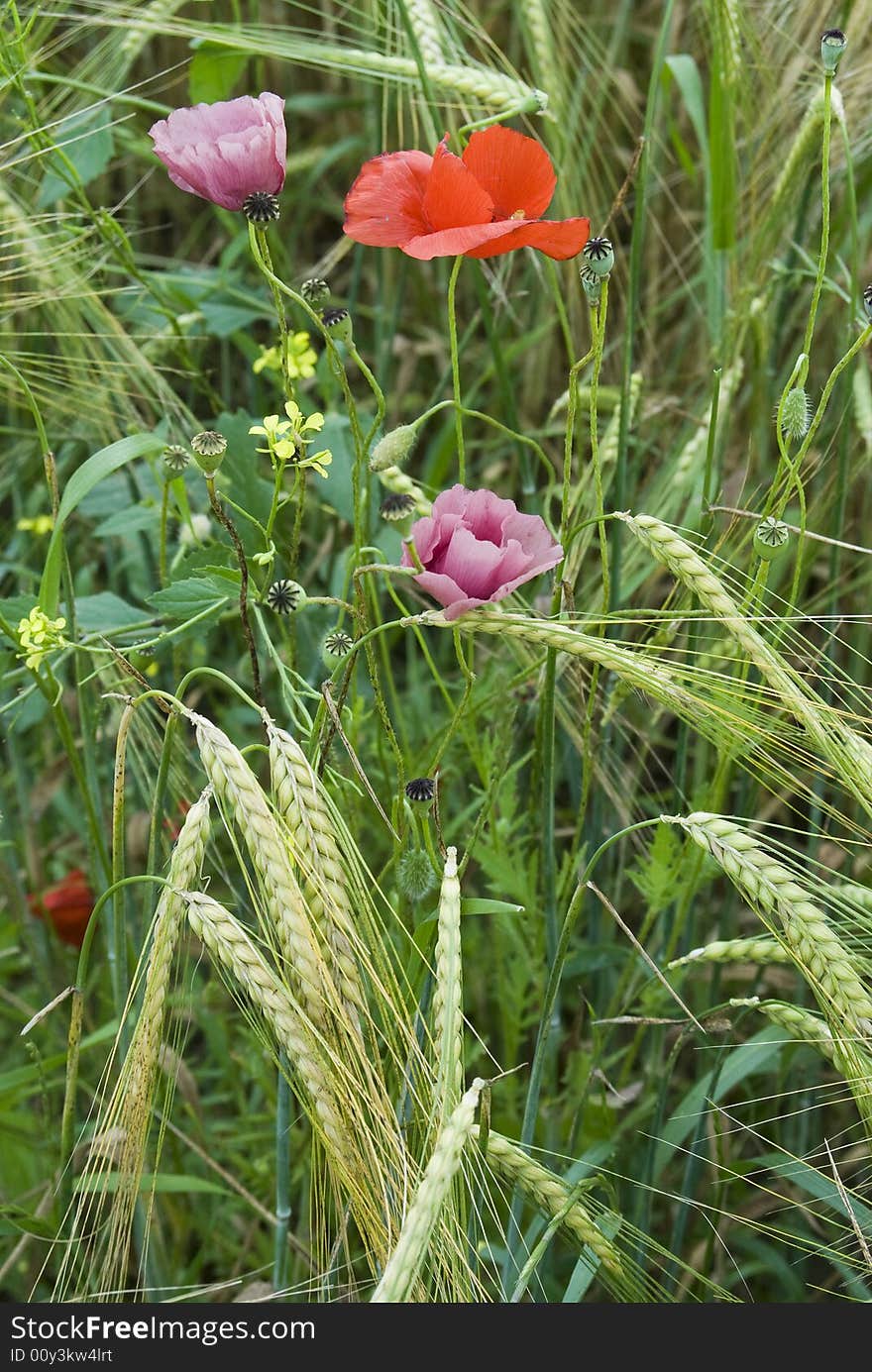 Multicolored poppies